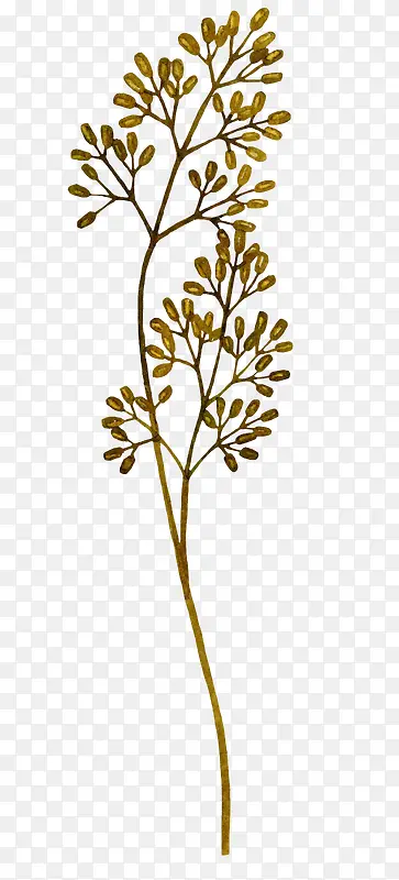 ��֦-������