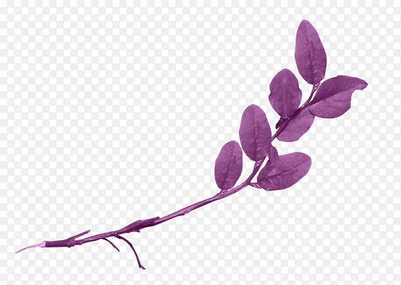 ��ɫ��Ҷ��-������