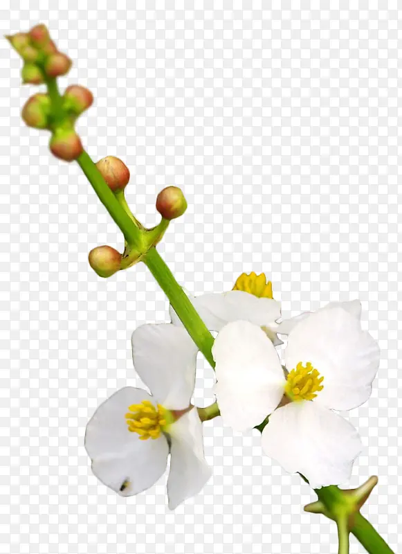 ��ɫ�ȹû�-������