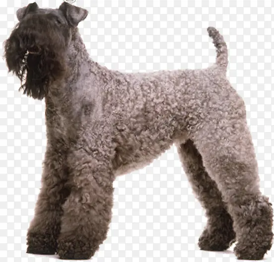 �ɰ���ë���������-������