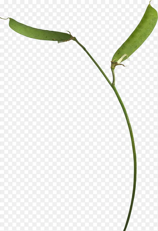 ��֦�϶�-������