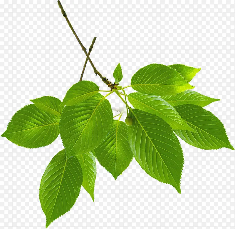 ��ɫ��������װ��-������