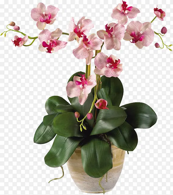 ������Ӱ�ݱ�ֲ��ۺ�ɫ����-������