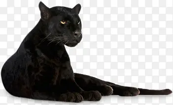 ��ɫ����-������