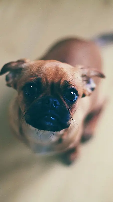 ����ɰ�С����ֽ-������