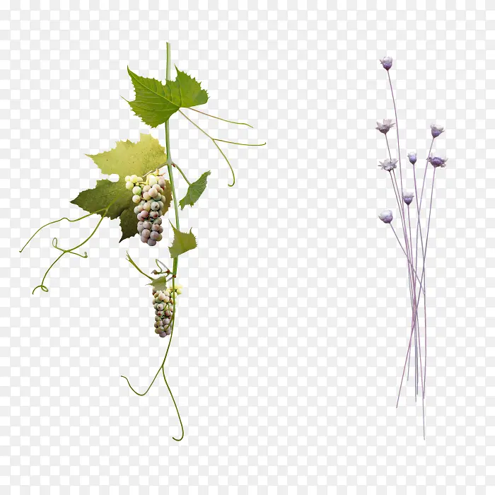 ������Ҷ��֦��ɫ����ʸ�����ͼƬ-������