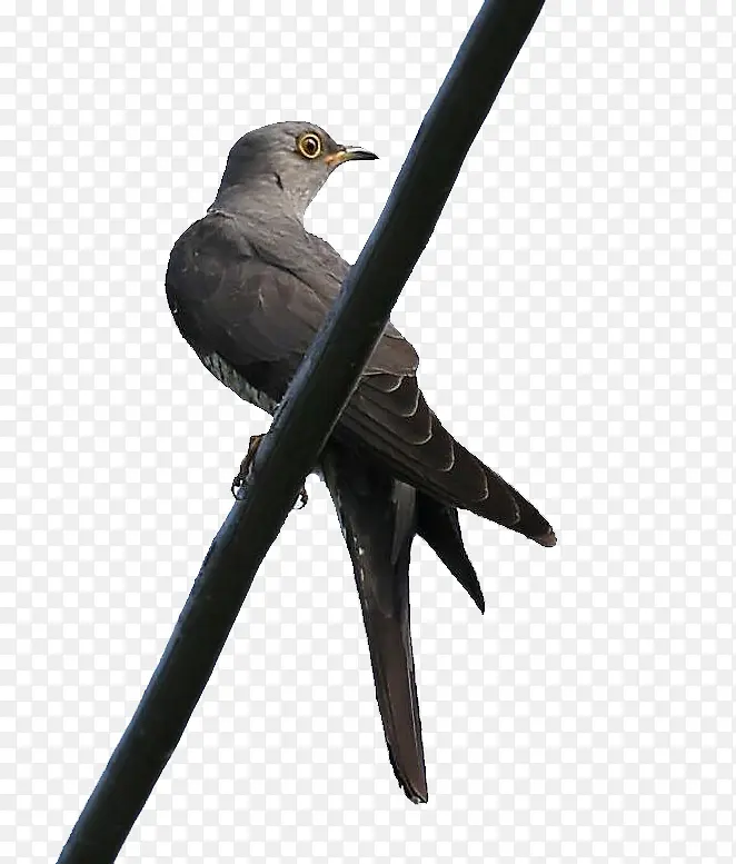 һֻ�ž�-������