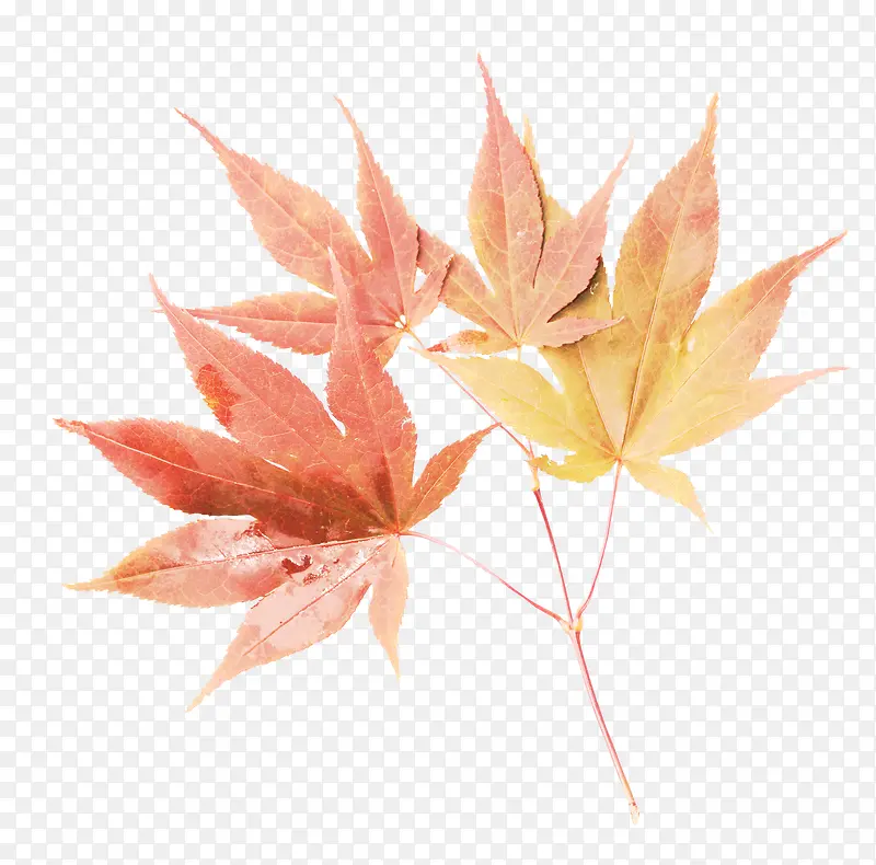 ��ɫƯ����Ҷ֦Ҷ-������