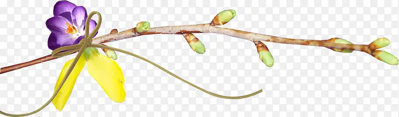 Ư����֦-������