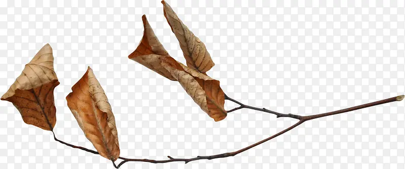 ��Ҷ�ز�-������