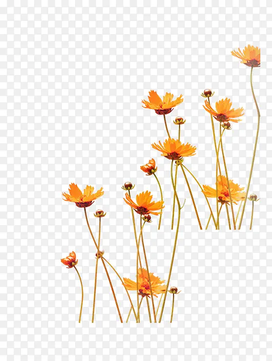 ��ɫС��-������