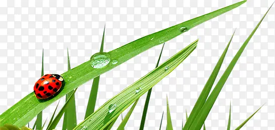 ��Ҷ�̲�����ư�洺��-������