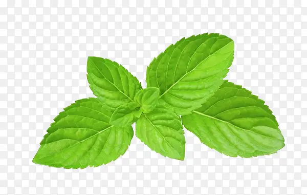 ������Ӱ��ɫ���ʵı���Ҷ-������