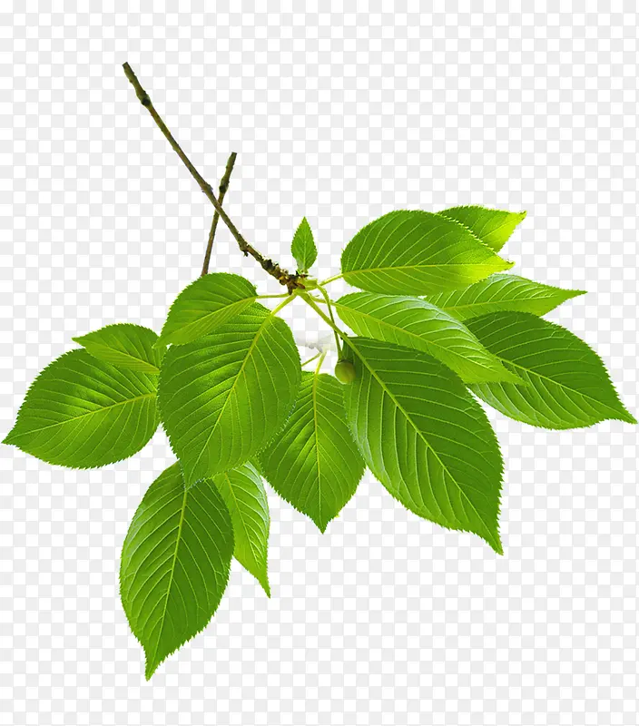 ��Ҷ-������