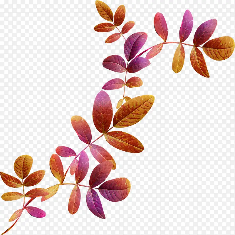 Ư��֦Ҷ-������