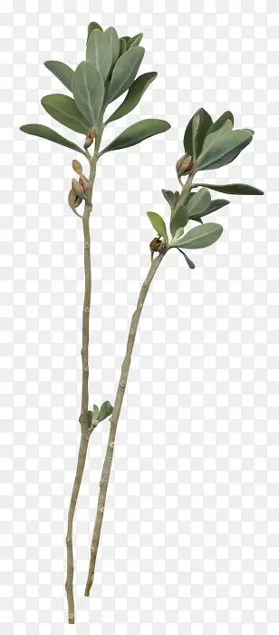 ���ŵĻ�����ɫ��֦-������