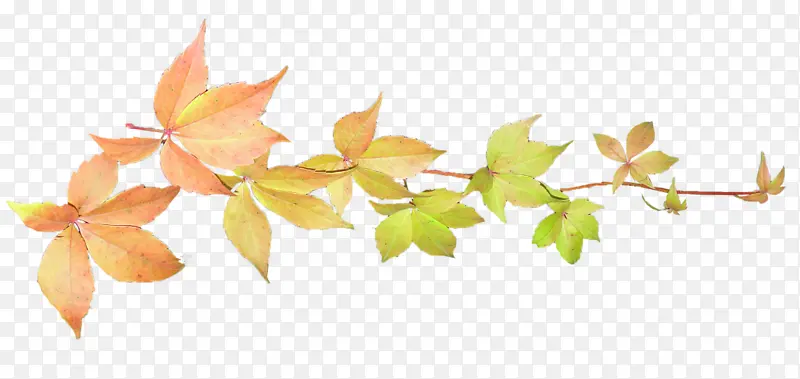 ����֦ͷ-������