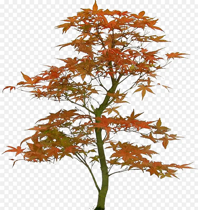 ��ɫҡҷ�ķ���-������