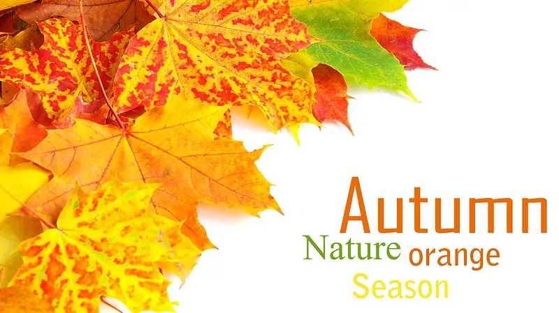 ������Ҷ����-������