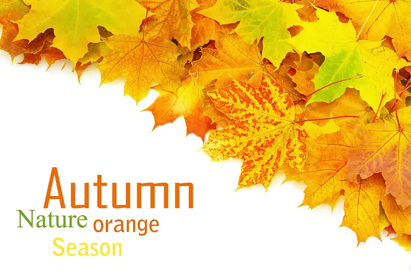 ��ɫ��Ҷ����-������