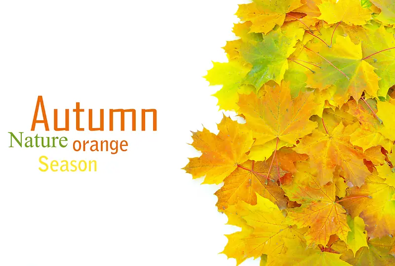 ��Ҷ����-������