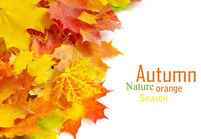 �����Ҷ����-������