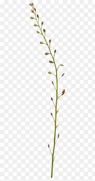 ��֦��ʸ��Ԫ��-������