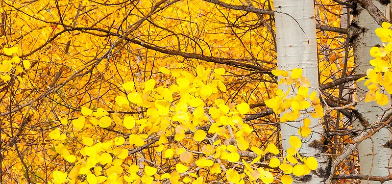 ��֦��Ҷ����-������