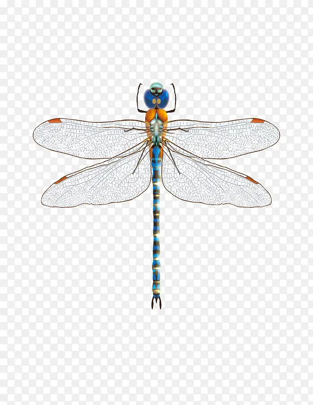 ��ɫ����-������