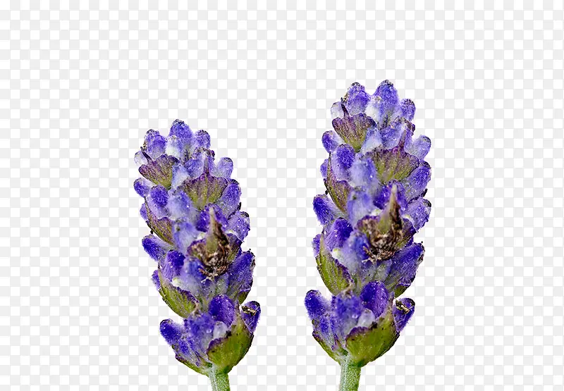 ޹�²ݻ���-������