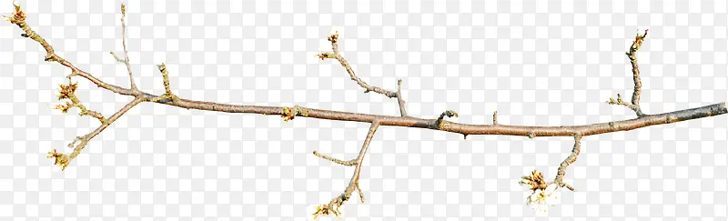 ��ɫ��֦-������