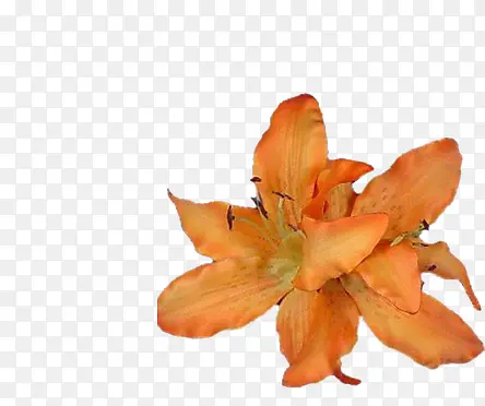 ��ɫ�ٺϻ�-������