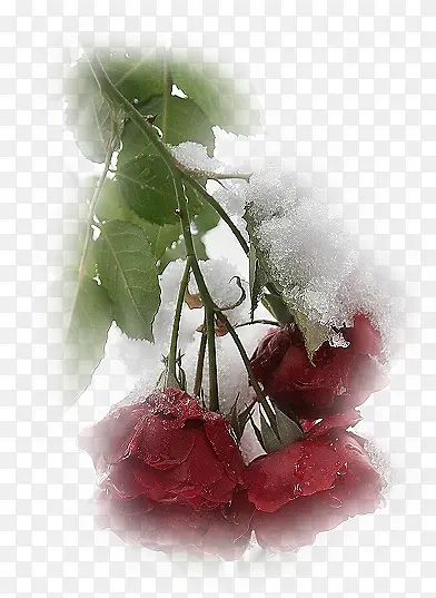 ֲ�ﻨ���زĻ��ݱ����ز�-������