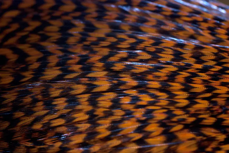 ��ë���ʱ���-������