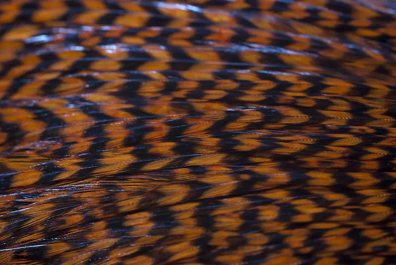 ��ë��������-������