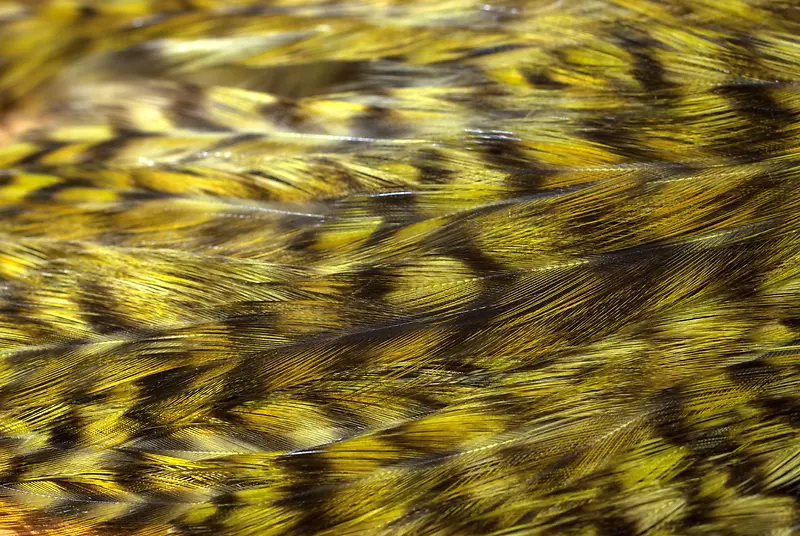 ��ë��������-������