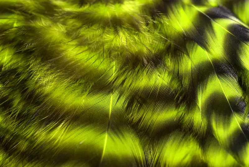 ��ɫ��ë����-������