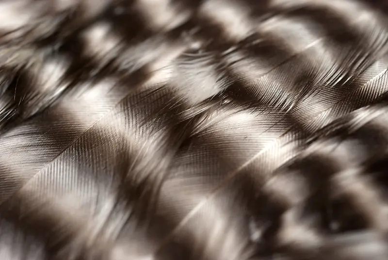 ��ë��������-������