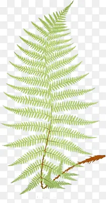 ��ɫ��β��-������