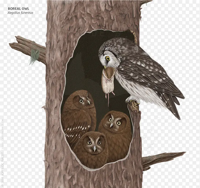 ץʳ��ι���ӵ�èͷӥ-������