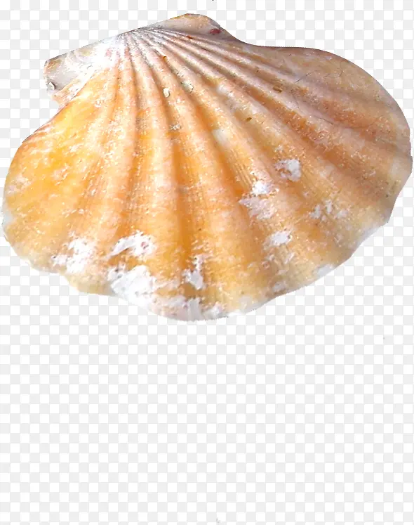 ����ϳ���Ӱ��ɫ�ı���-������