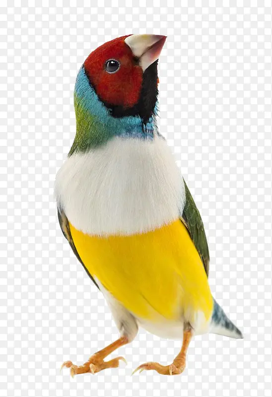 ��ɫ������ë-������