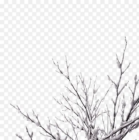 �ŵ�ˮī��֦����-������