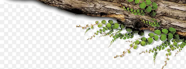 �����ϵ���Ҷ-������