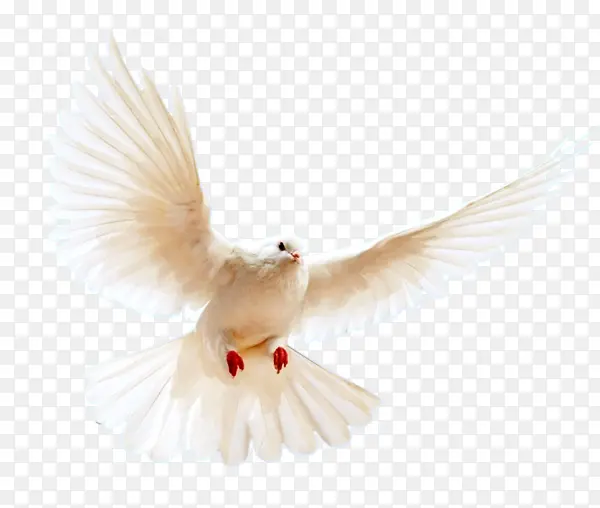 չ��ɵİ׸�-������