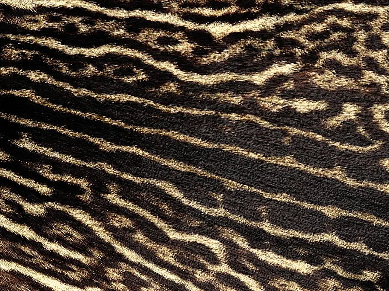 ����Ƥë���Ʊ���-������