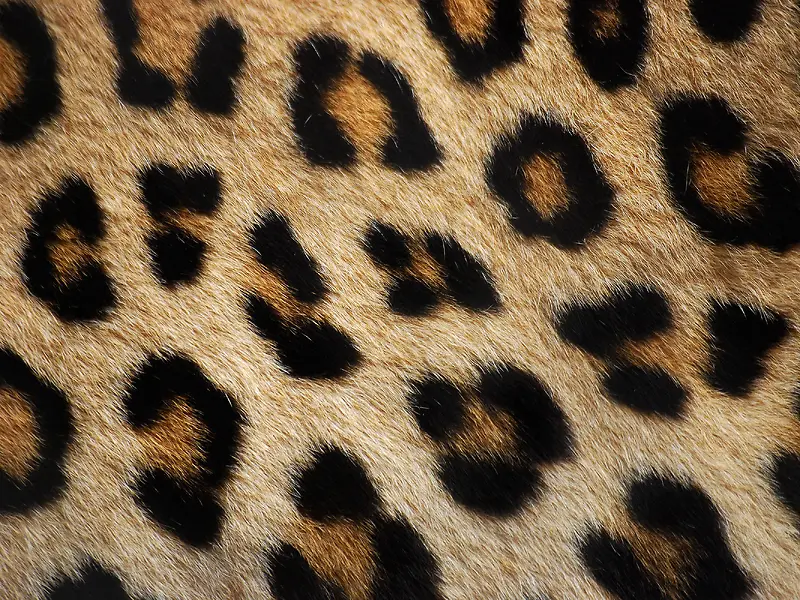 ����Ƥë���Ʊ���-������