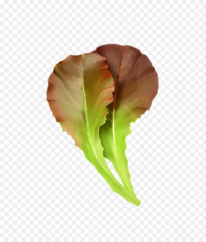 ��Ҷ-������