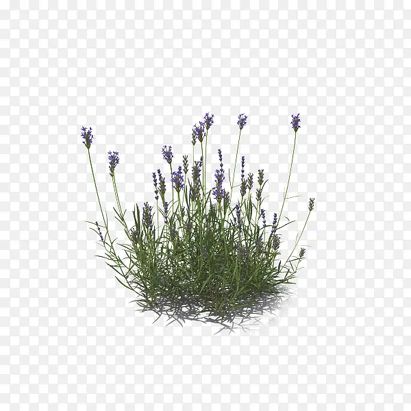 ����һƬ��޹�²�-������