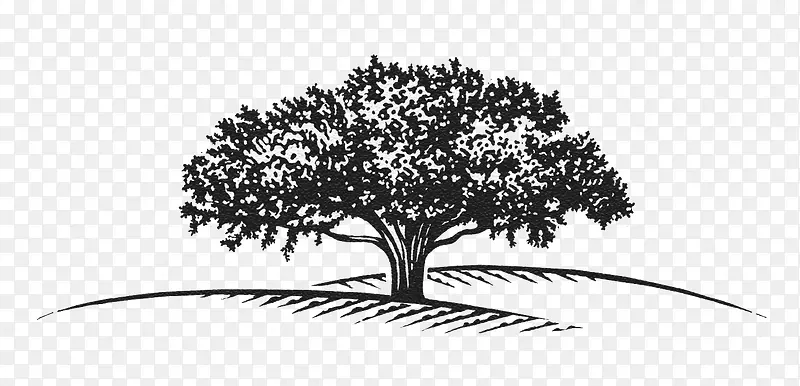 ɽ���ϵ���-������